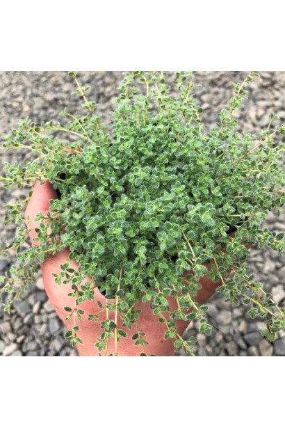 Thymus praecox Pseudolanuginosus – ніжні ароматні листя.